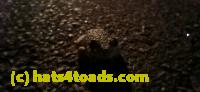 /home//u458753944/public_html/sourcegallery//Roxborough Toad Detour/2025/2025-04-19/20250419_204235.jpg
